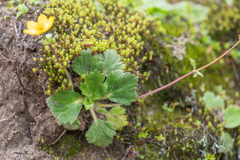 Anemonastrum trullifolium, photograph Morten Ross, CC BY, iNaturalist via GBIF