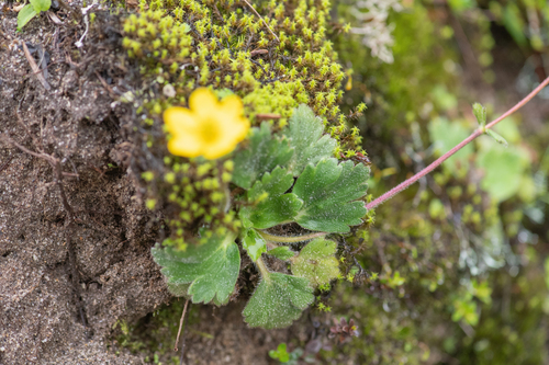 Anemonastrum trullifolium, photograph 2