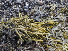 Fucus distichus edentatus