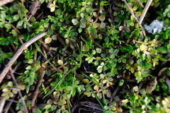 Limnanthes macounii