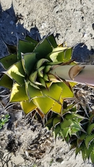 Agave margaritae
