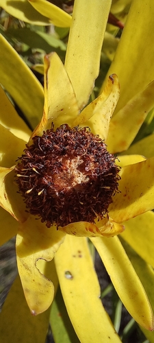 Golden Broadleaf Conebush (Leucadendron gandogeri)