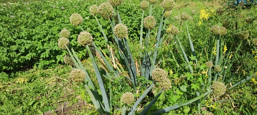 Allium fistulosum