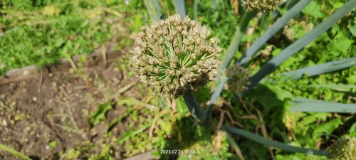 Allium fistulosum