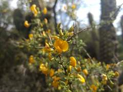 Adesmia confusa