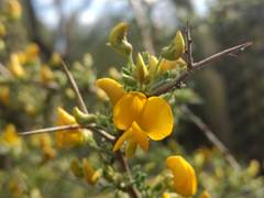 Adesmia confusa