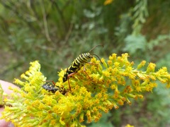 Megacyllene robiniae