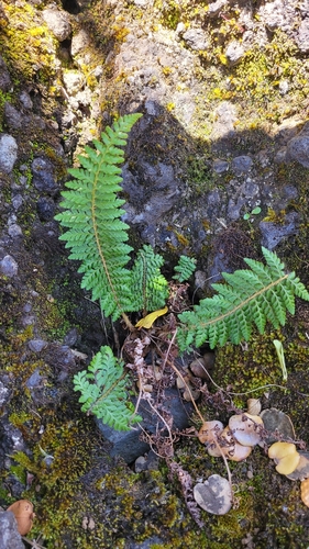 Polystichum haleakalense observed 2023-07-25
