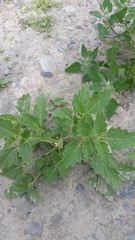 Solanum nitidibaccatum