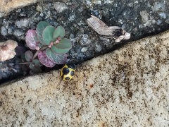 Brachiacantha bruchi