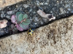 Brachiacantha bruchi