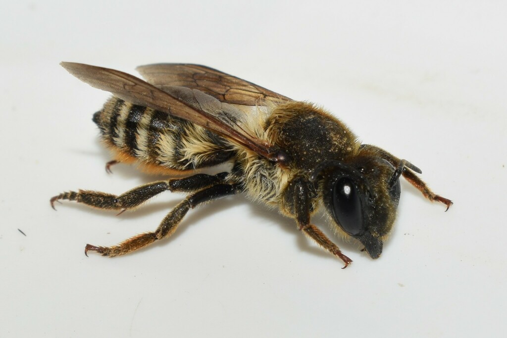 Megachile hungarica
