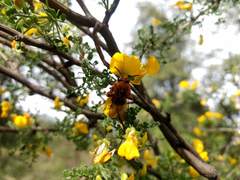 Cadeguala occidentalis