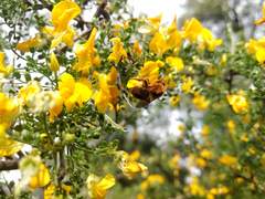 Cadeguala occidentalis