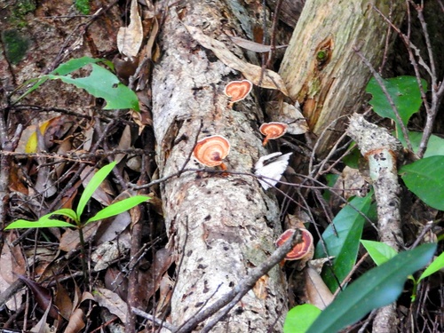 Microporus xanthopus