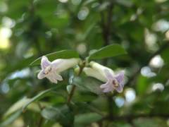 Rhaphithamnus spinosus