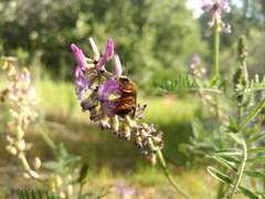 Cadeguala occidentalis