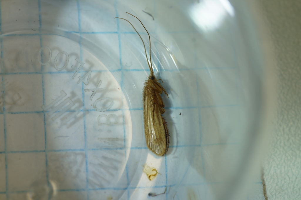 Limnephilus incisus