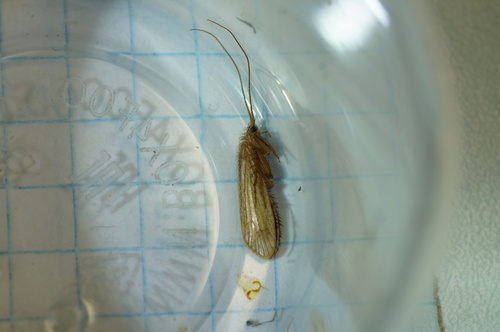 Limnephilus incisus