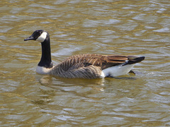 Branta canadensis