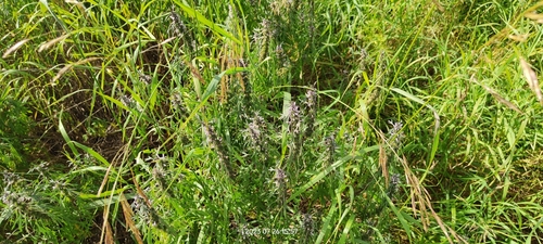 Image of Leonurus Deminutus (Leonurus deminutus) by no rights reserved