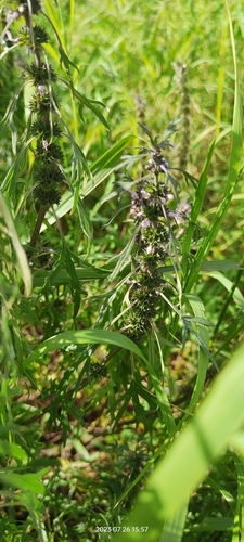 Image of Leonurus Deminutus (Leonurus deminutus) by no rights reserved