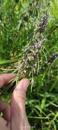 Image of Leonurus Deminutus (Leonurus deminutus) by no rights reserved