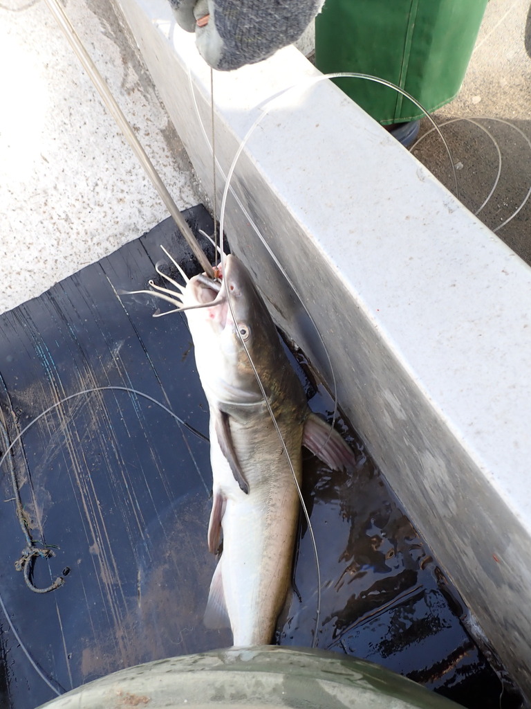 Guinean Sea Catfish
