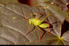 Leptophyes laticauda