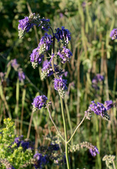 Salvia nutans