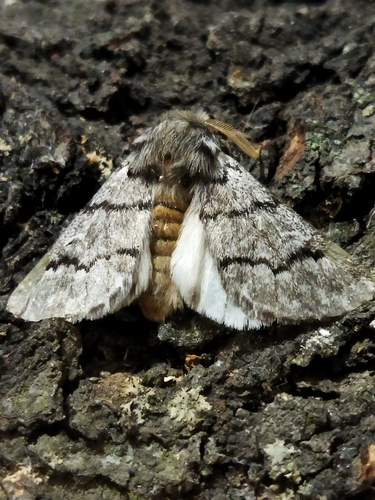 Pine processionary moth
