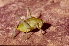 Polysarcus denticauda