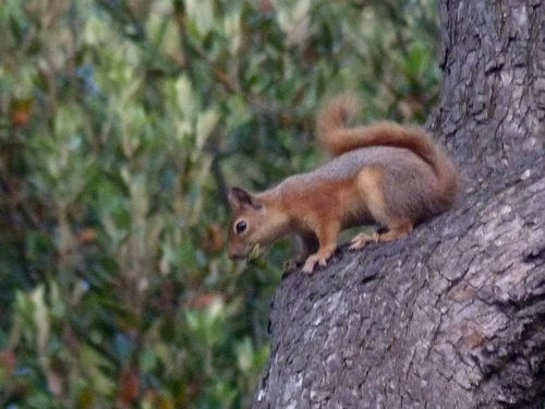 Caucasian Squirrel