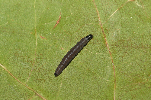 Syricoris lacunana nuotrauka