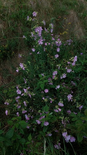 Image of Malva excisa by (c) Daria Ilkevich, some rights reserved (CC BY)