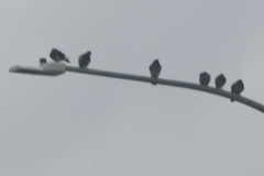 Columba livia