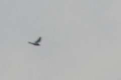 Larus