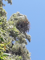 Tristerix corymbosus