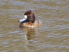 Aythya affinis