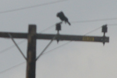 Corvus brachyrhynchos