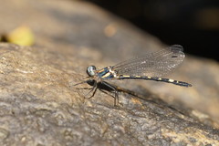 Cordulephya montana
