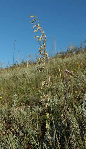 Silene chlorantha (Willd.) Ehrh.