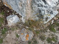 Descurainia sophioides