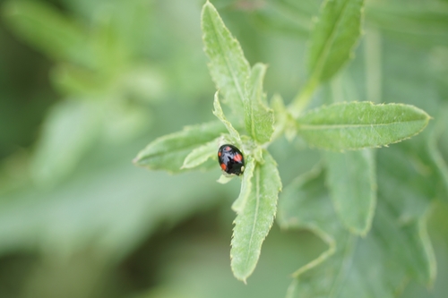 Asian Lady Beetle