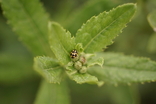 Turtle Vein Lady Beetle