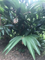 Alpinia nutans
