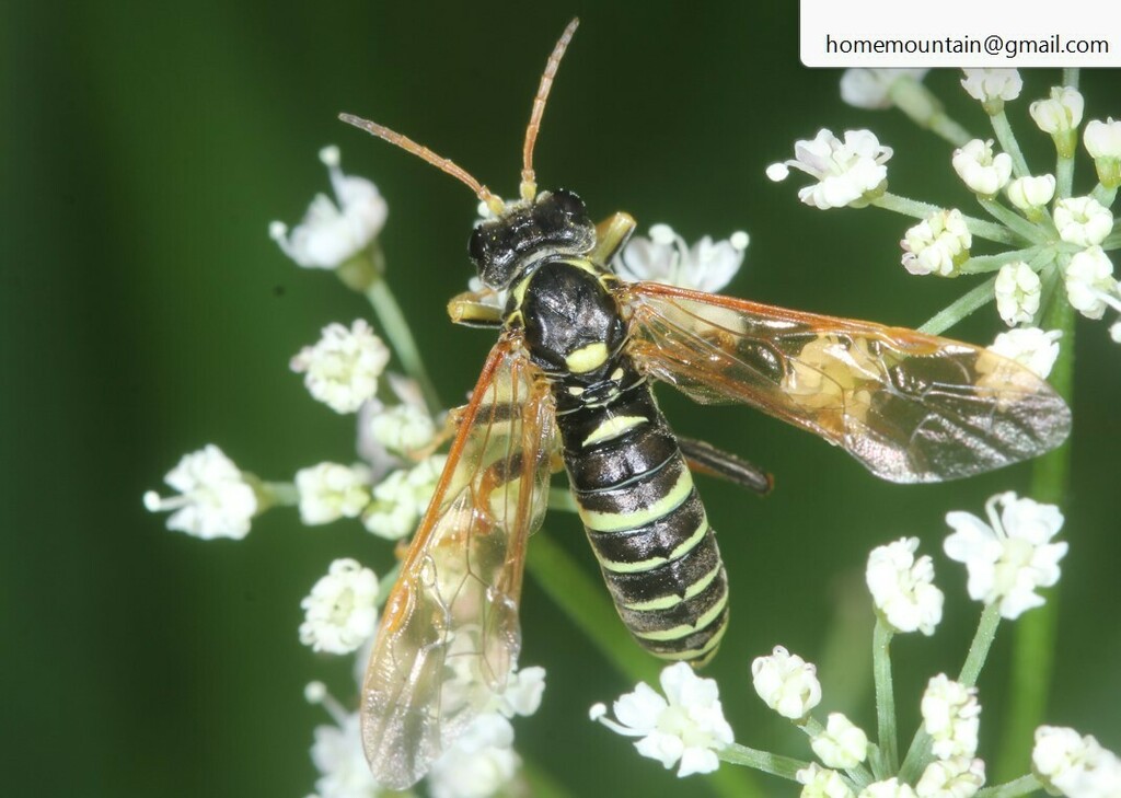 Tenthredo ouralensis