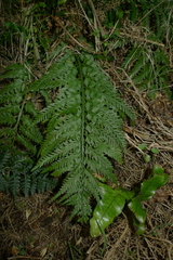 Asplenium appendiculatum maritimum