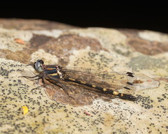 Cordulephya montana