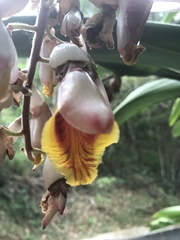 Alpinia nutans